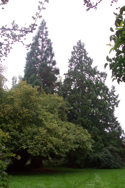 Trees in the backyard
